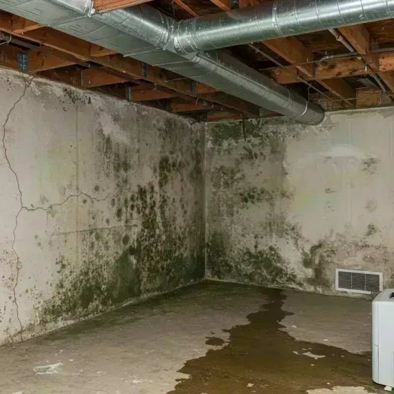 Professional Mold Removal in Hardy County, WV